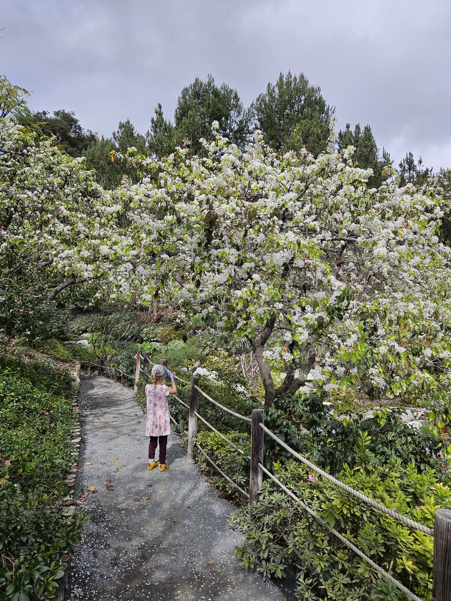 A child standing under a white-flowering tree in the Japanese Friendship Garden, Balboa Park