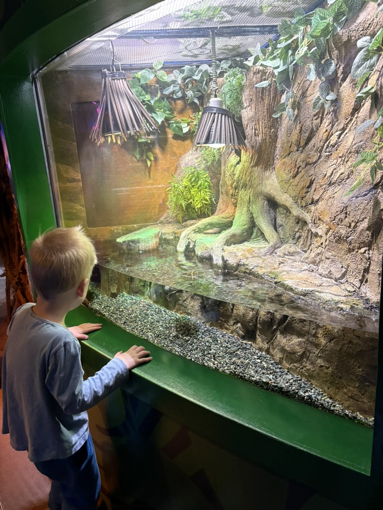 Boy pressing hands against the glass of a reptile tank at SEA LIFE Busan