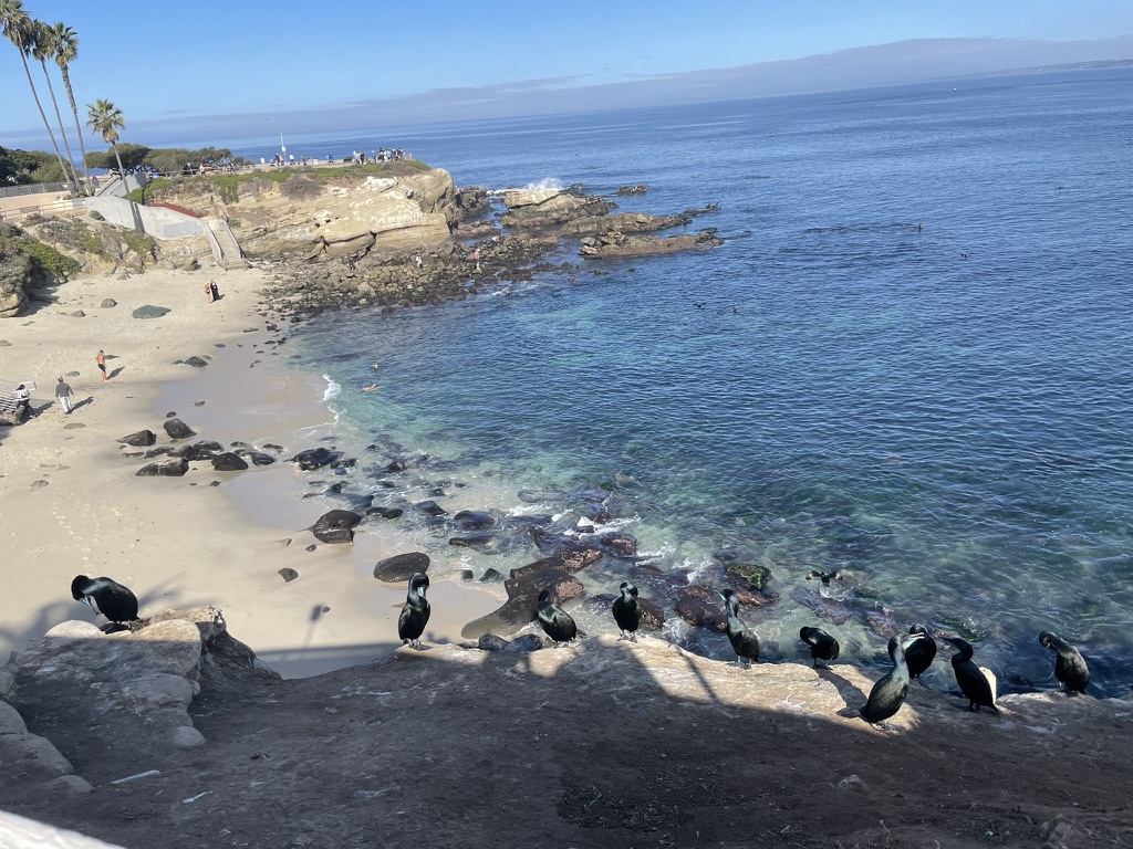 A line of cormorants perched on the cliff edge at La Jolla Cove, with the sandy beach and turquoise water below