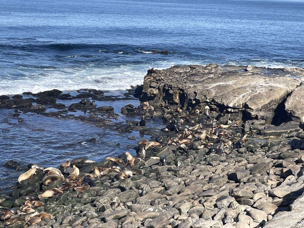 La Jolla with Kids: Seals, Tidepools, and a Beach That Actually Works