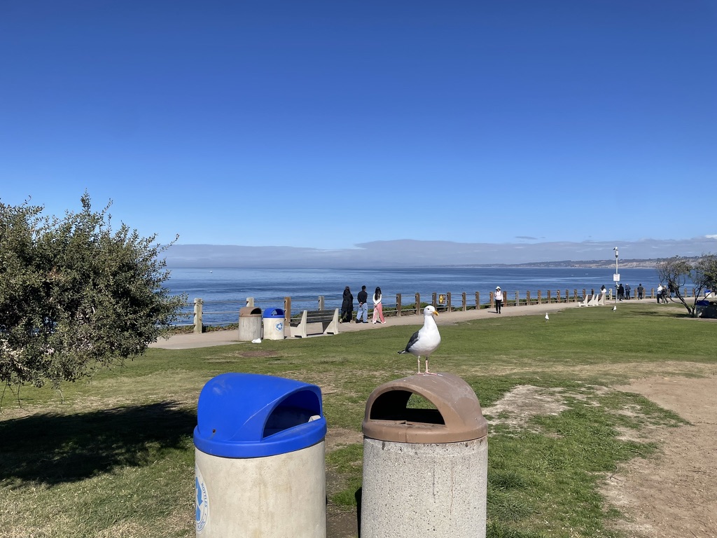 A large seagull perched on top of a bin in La Jolla, looking directly at the camera with the ocean promenade behind it