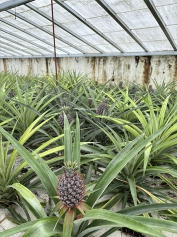 Close-up of ripening pineapples growing in the greenhouse at Plantação de Ananás dos Açores