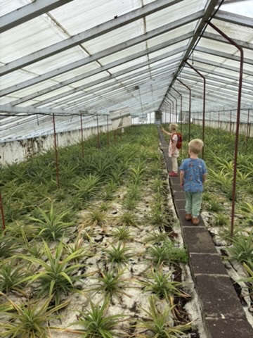 Kids walking through a pineapple greenhouse at Plantação de Ananás dos Açores, Azores