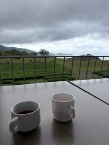 Two cups of tea on a table overlooking the tea plantation in Ribeira Grande, Azores