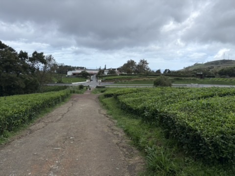 Path through the tea fields at a plantation in Ribeira Grande, Azores