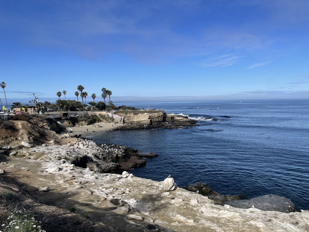 La Jolla coastline with sea lions and pelicans