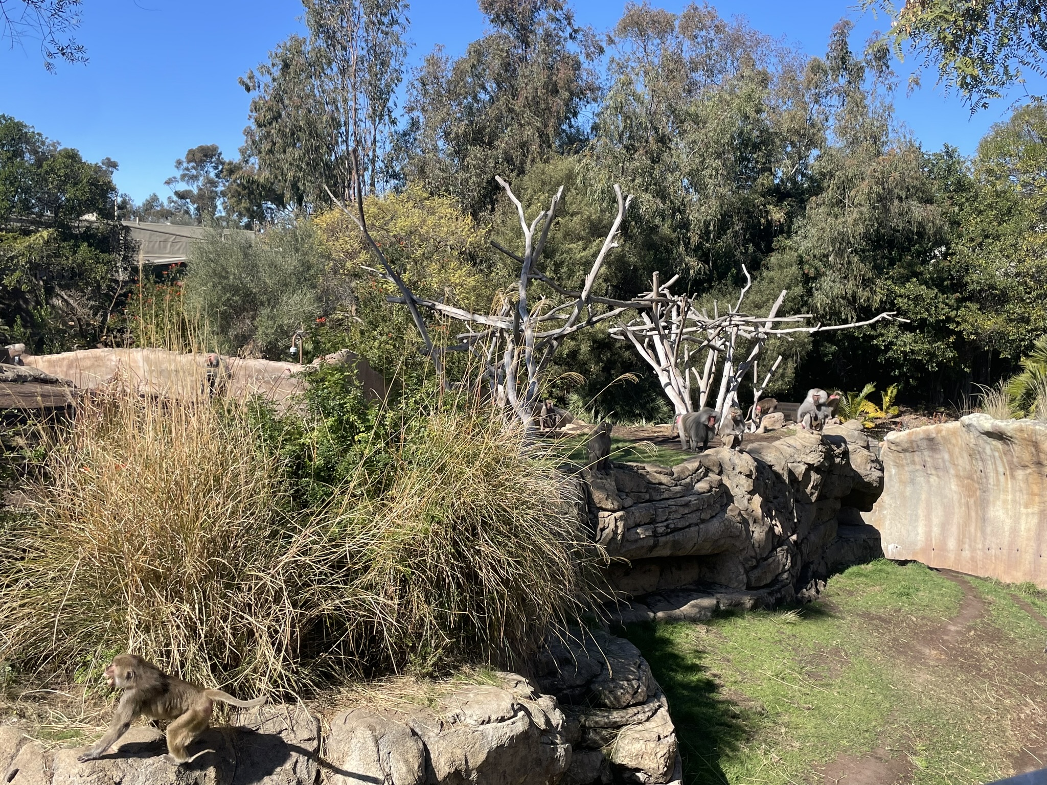 Baboons and young monkeys on rocks at San Diego Zoo