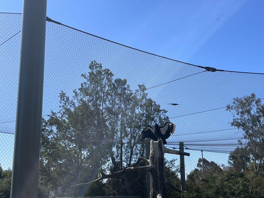 Condor spreading its wings on a perch at San Diego Zoo