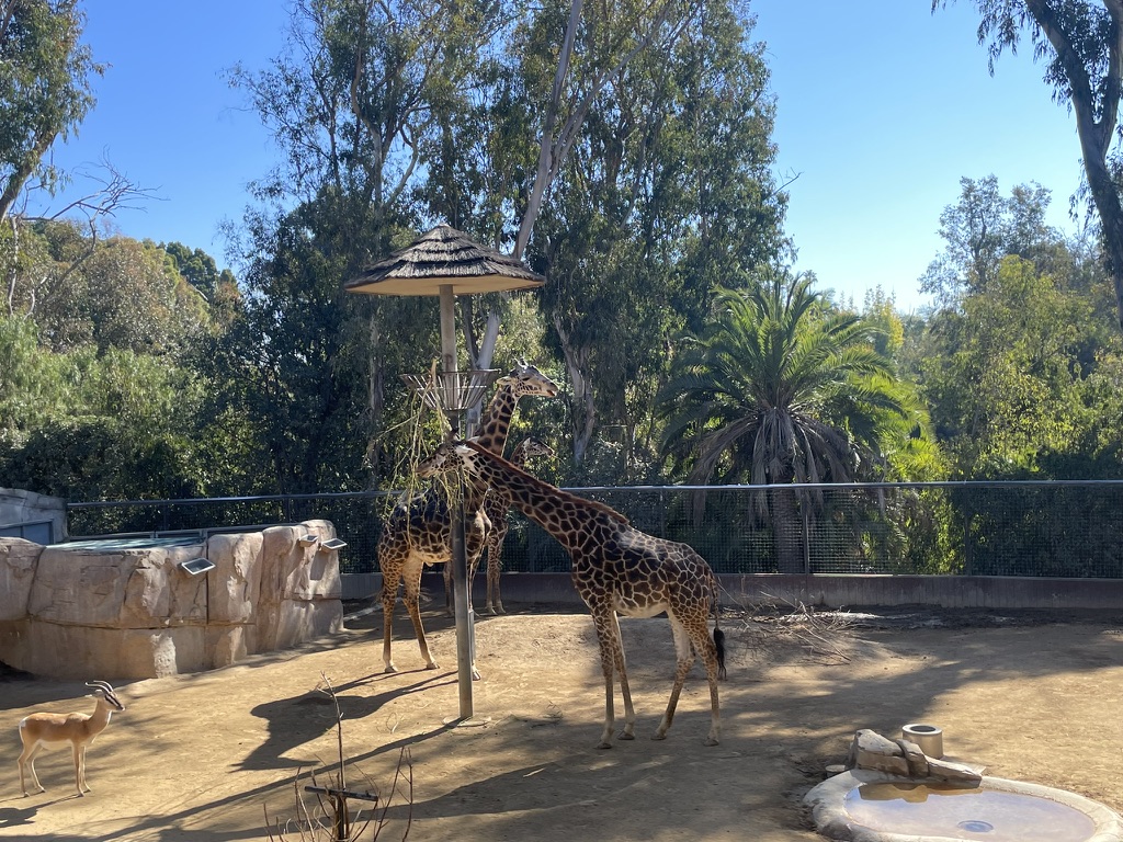 Two giraffes eating from a feeder at San Diego Zoo, very close to the viewing area