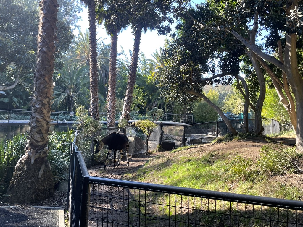 Okapi in its enclosure at San Diego Zoo