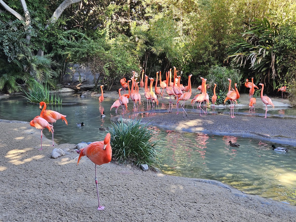 A large flock of flamingos wading in their enclosure at San Diego Zoo, vivid pink plumage against tropical greenery