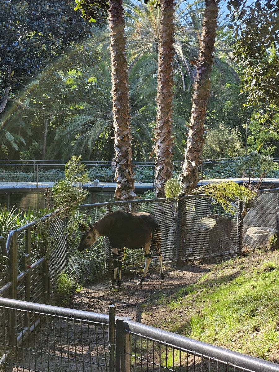 Red panda resting in a tree inside its enclosure at San Diego Zoo, looking toward the camera