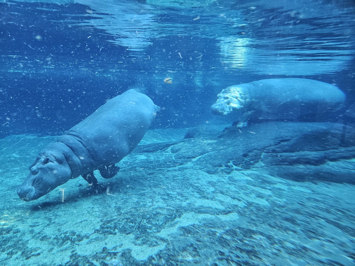 Two hippos swimming in the underwater viewing area at San Diego Zoo, seen through the large glass panel
