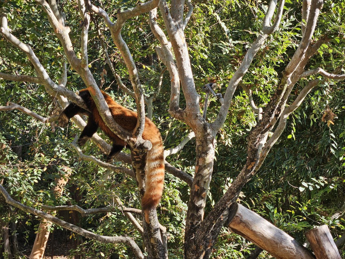 Red ruffed lemur with orange-red fur climbing through the branches of its enclosure at San Diego Zoo