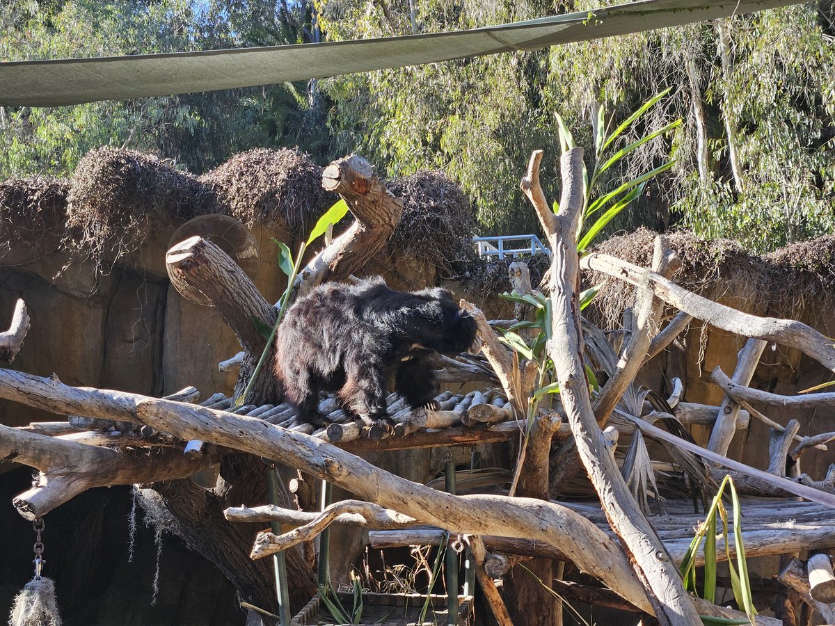 A large vulture perched on a pile of logs in its enclosure at San Diego Zoo
