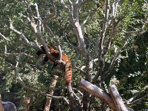 Red panda at San Diego Zoo
