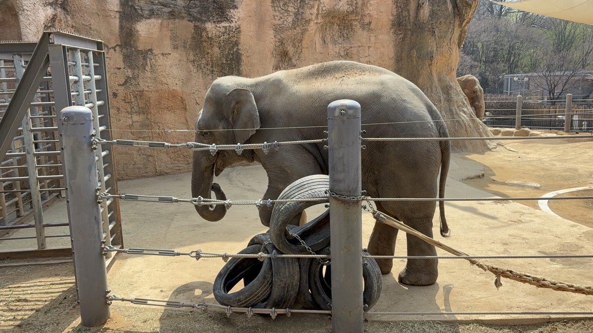 Elephant at Seoul Children's Grand Park zoo
