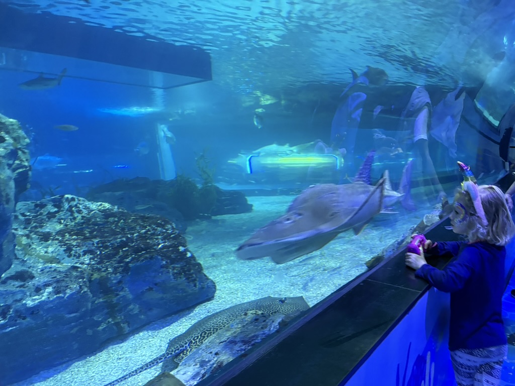 Child watching sharks and rays at SEA LIFE Busan Aquarium